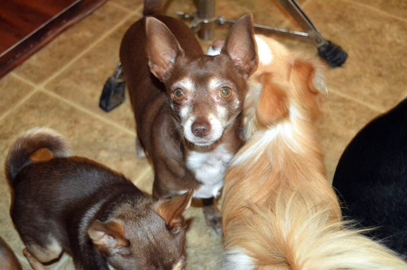 Chihuahua