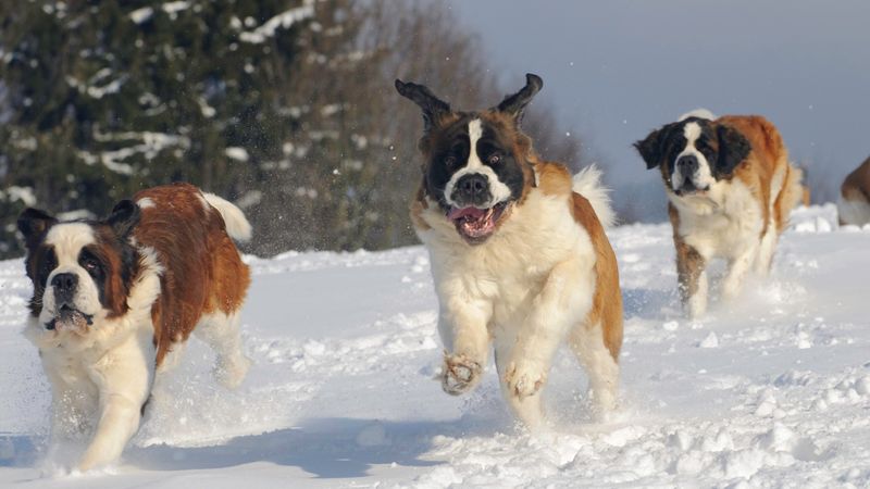 St. Bernard