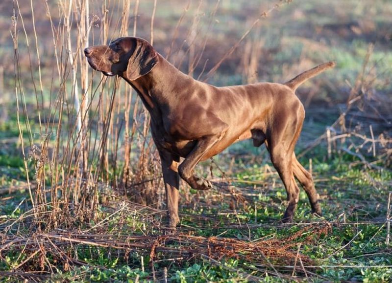 English Pointer