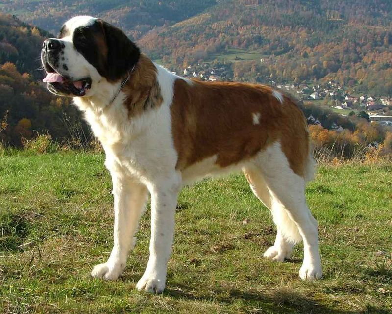 Saint Bernard