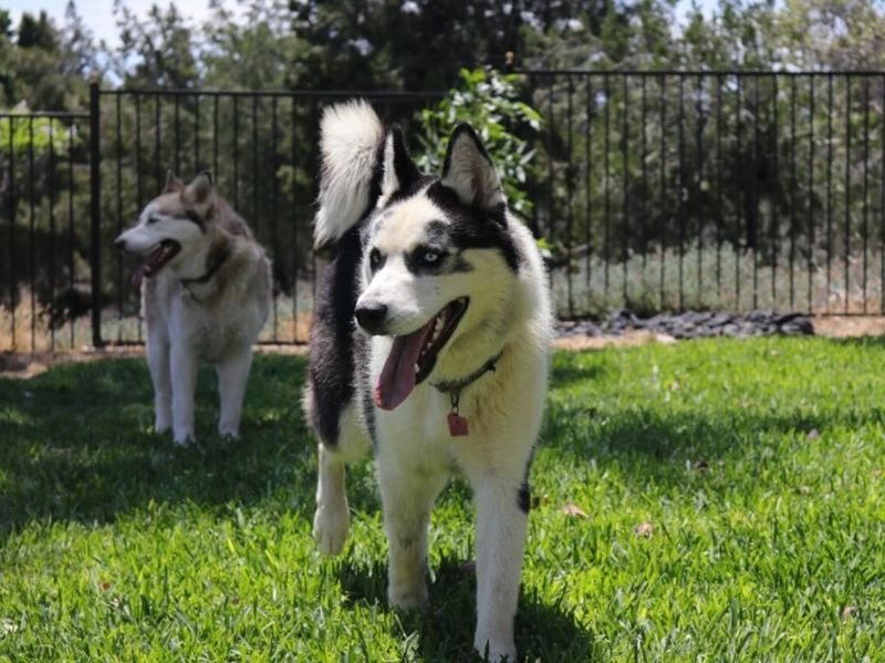 Siberian Husky