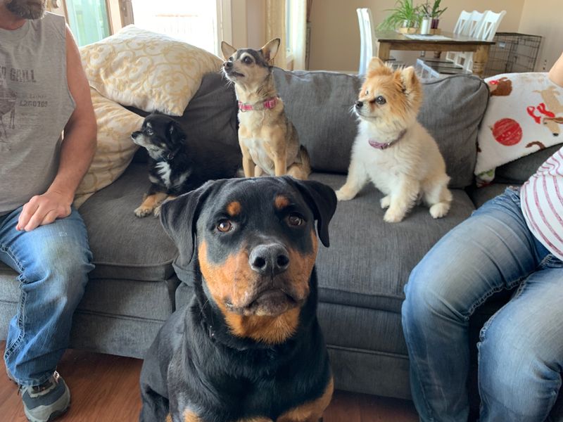 Rottweiler