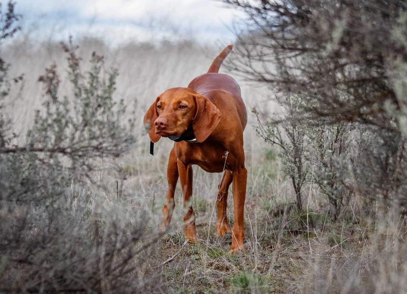 Vizsla