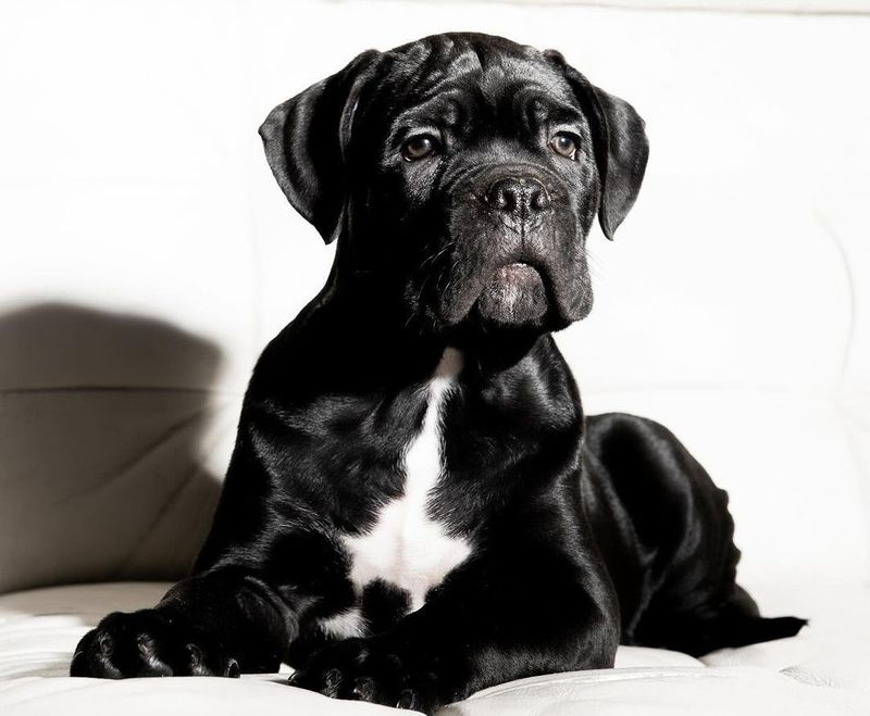 Cane Corso
