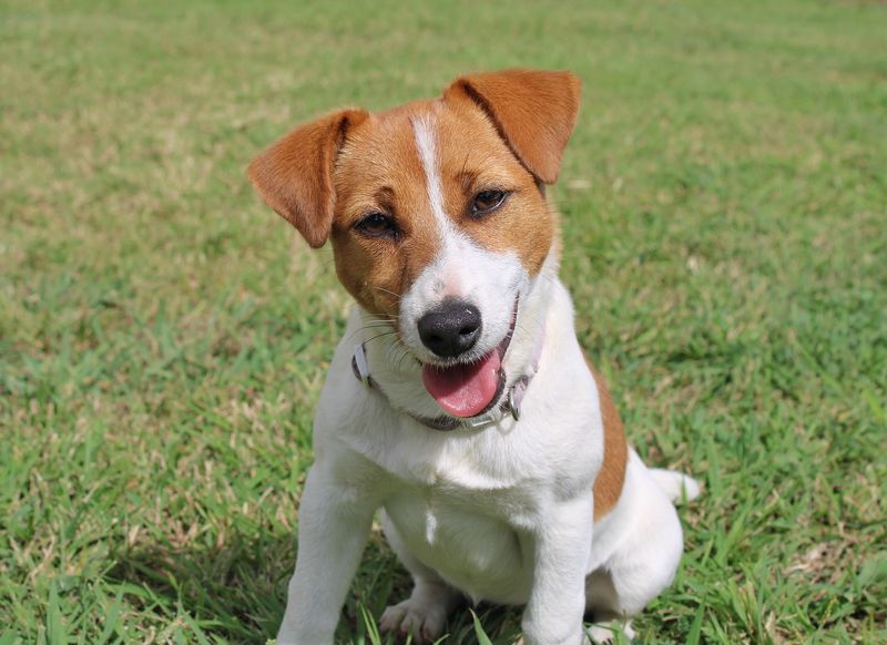 Jack Russell Terrier