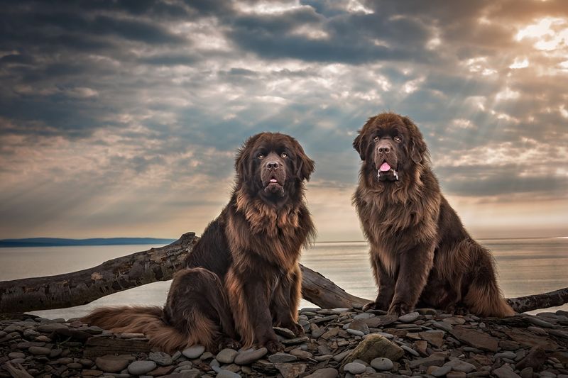 Newfoundlands