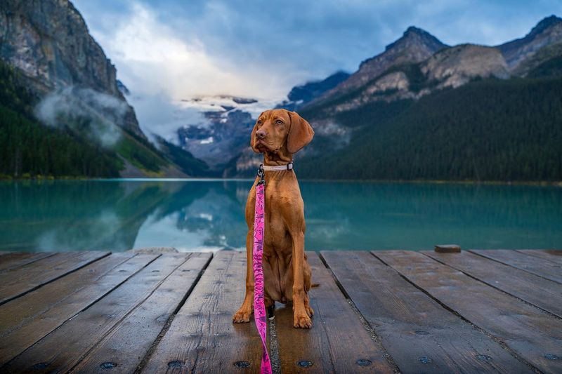 Vizsla