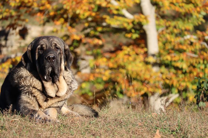 Spanish Mastiff