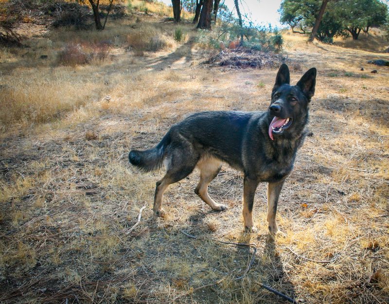 East German DDR German Shepherd
