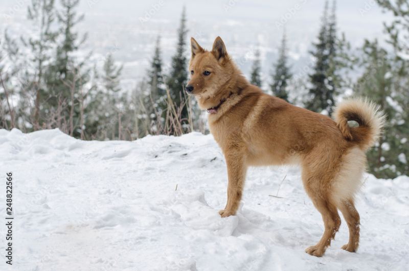 Karelo-Finnish Laika