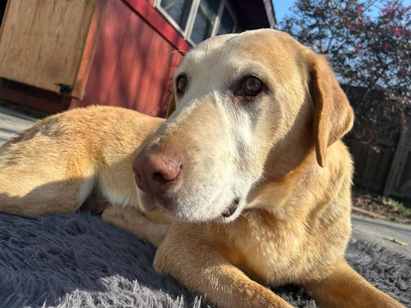 Labrador Retriever