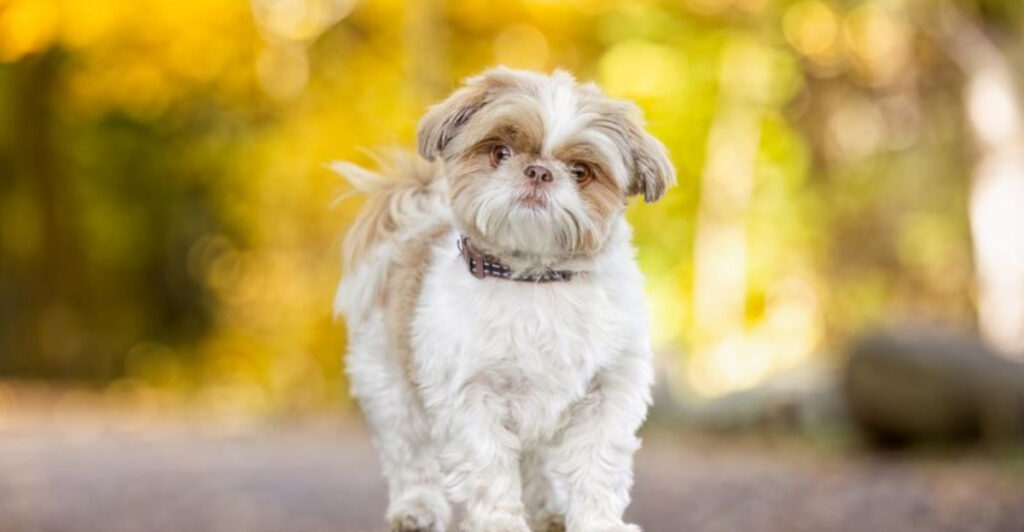 Which Dog Breeds Are Least Aggressive? These 15 Stand Out