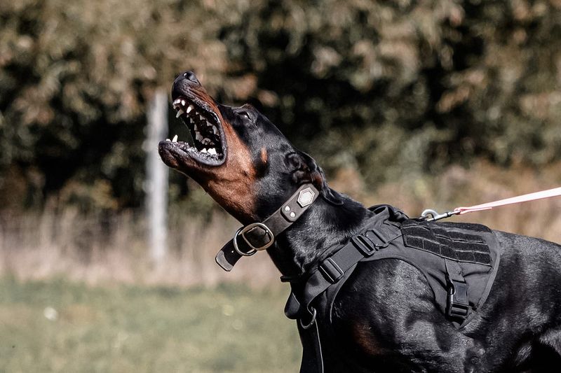 Doberman Pinscher