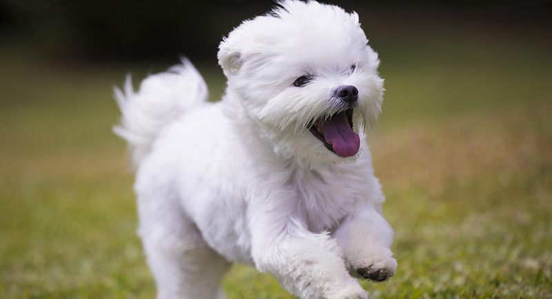 Maltese