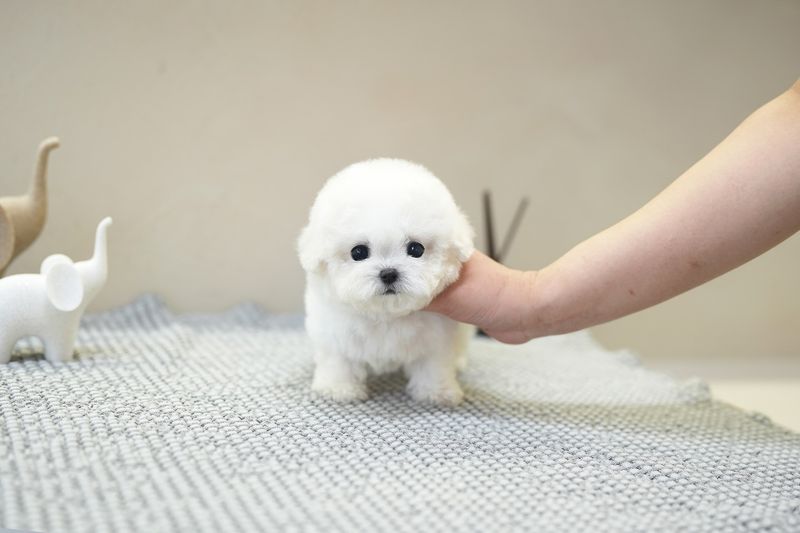 Bichon Frise
