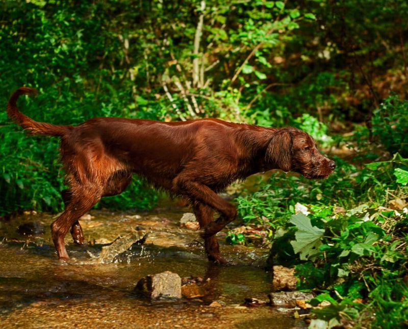 Irish Setter