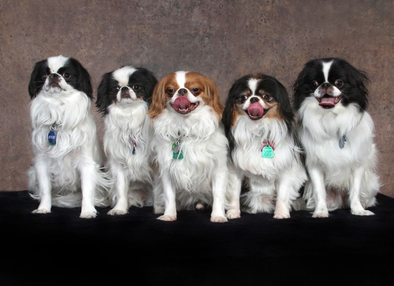Japanese Chin