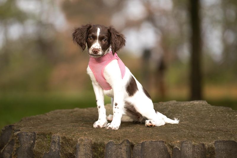 English Springer Spaniel