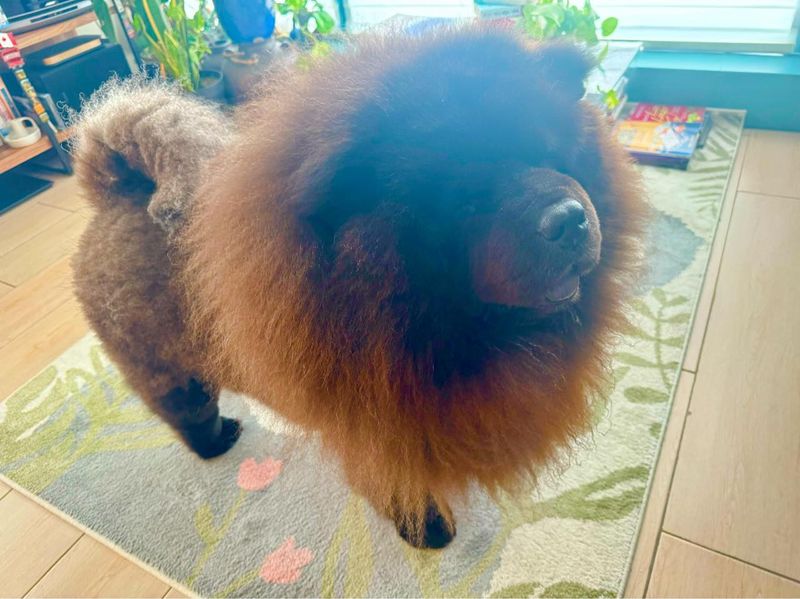 Chow Chow