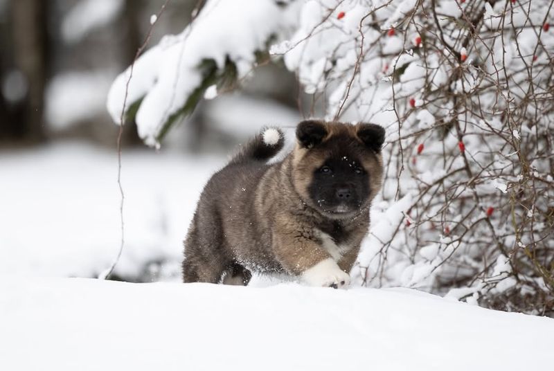 Akita