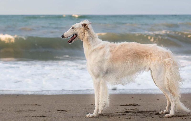 Borzoi