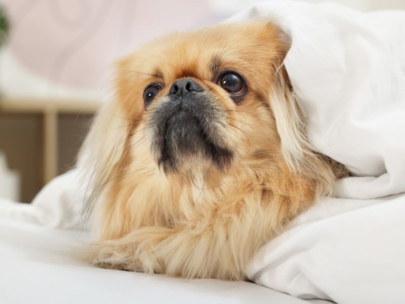 Pekingese