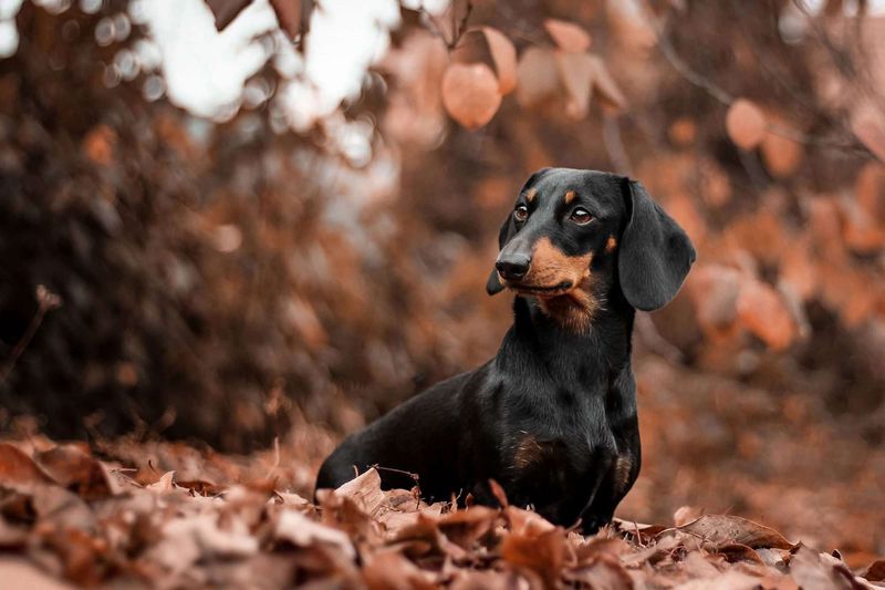 Dachshund