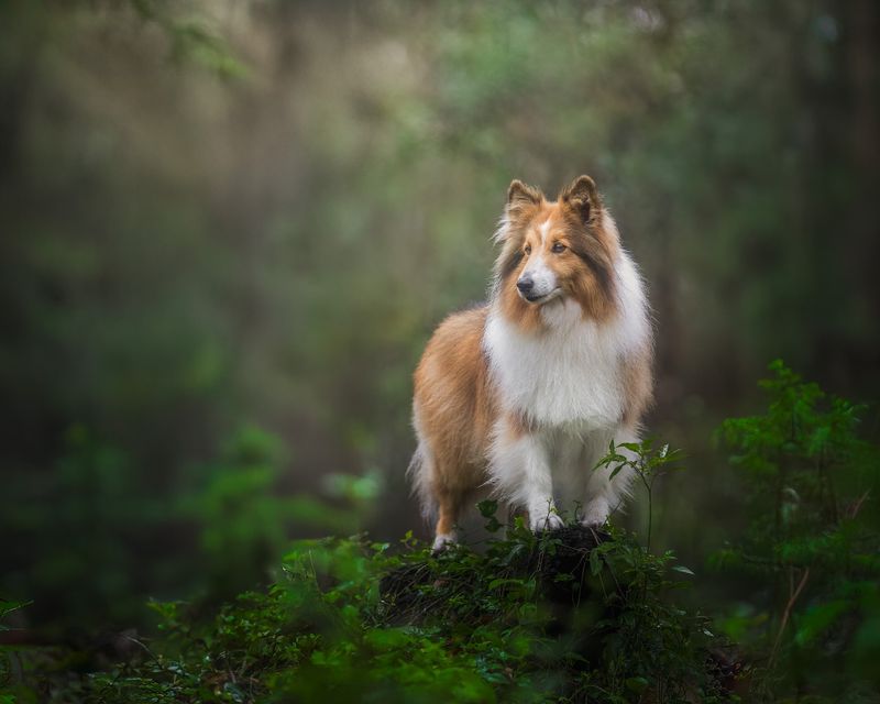 Sheltie