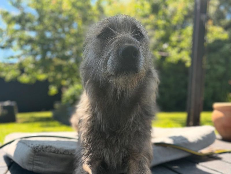 Irish Wolfhound
