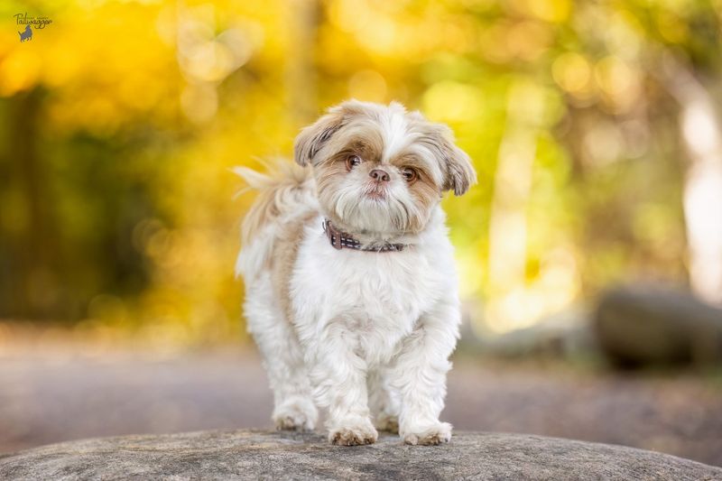 Shih Tzu
