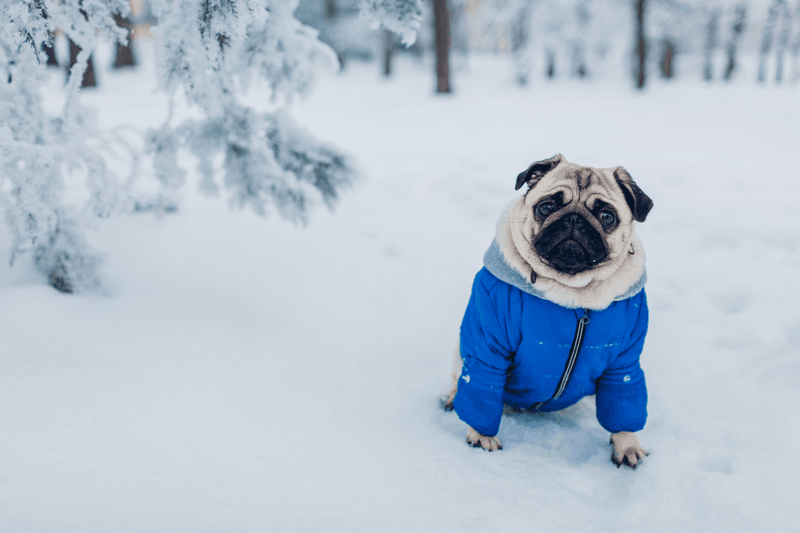 Pug