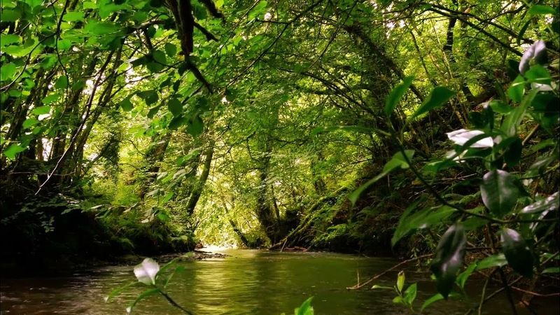 Babbling Brook
