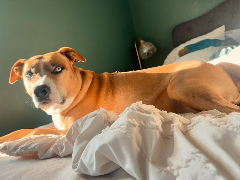 Pitsky