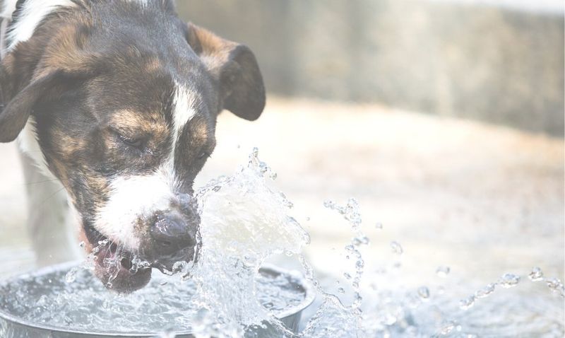 Hydration in Cold Weather
