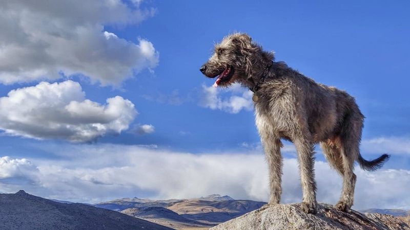 Happy Wanderer: The Irish Wolfhound