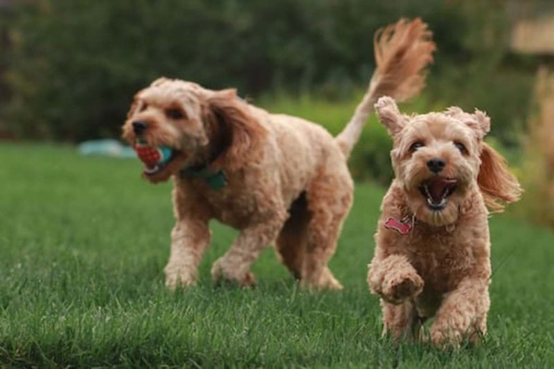 Playful Puppy-Like Behavior