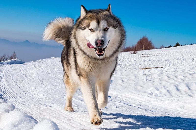 Alaskan Malamute