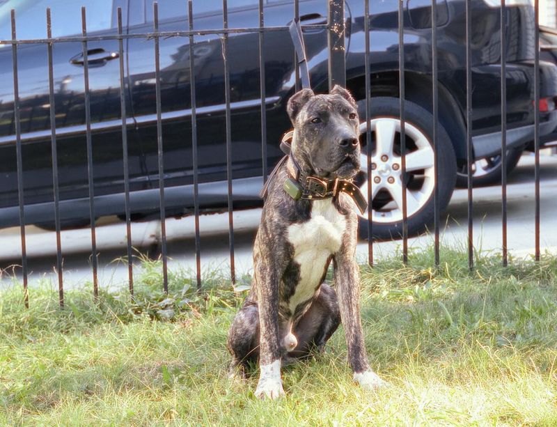 Presa Canario