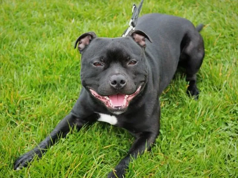 Staffordshire Bull Terrier