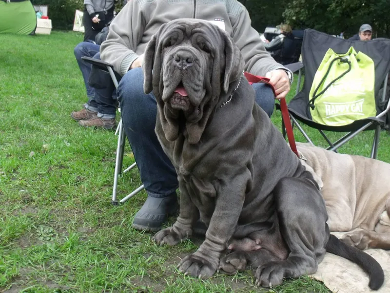 Neapolitan Mastiff