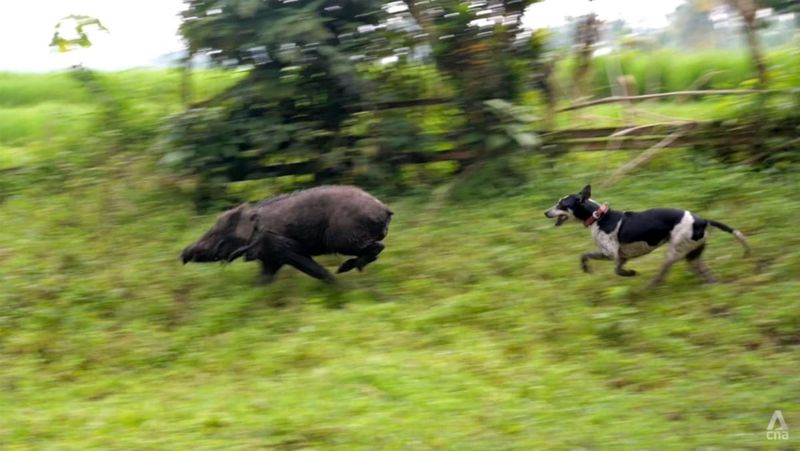 Wild Boars