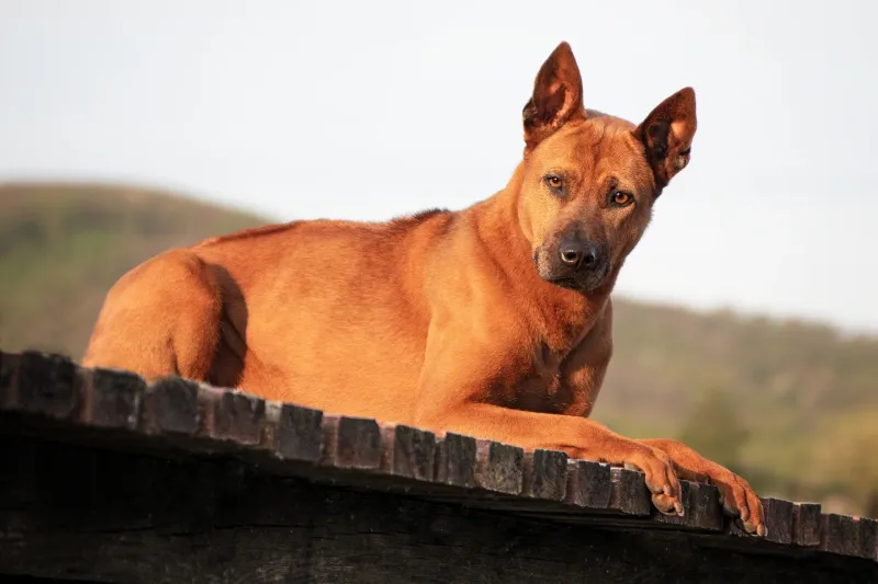 Thai Ridgeback