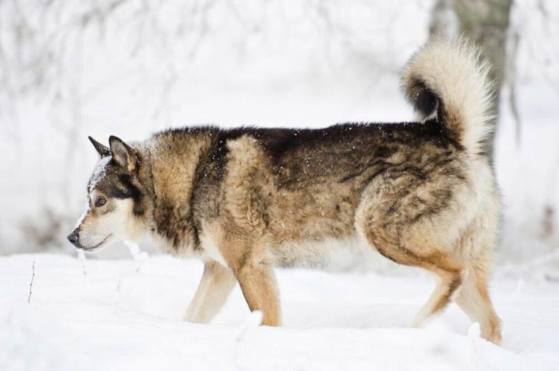 East Siberian Laika