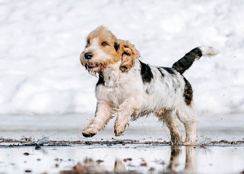 Grand Basset Griffon Vendéen