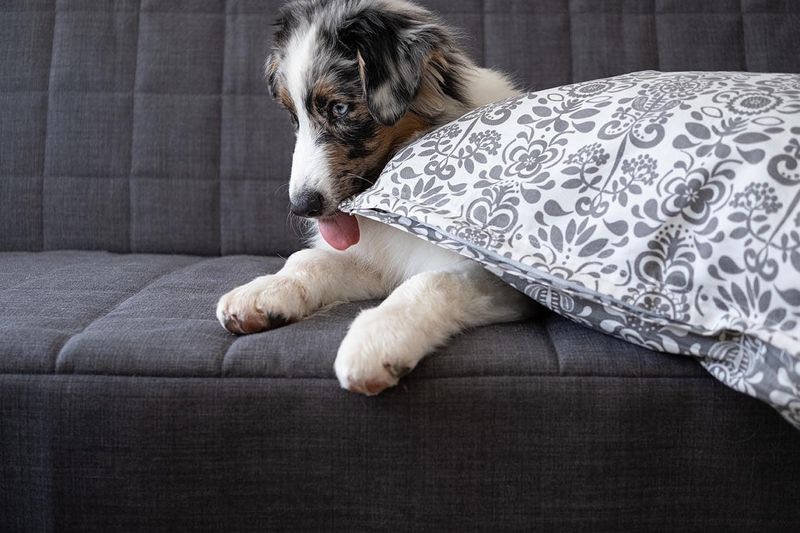 Licking Furniture