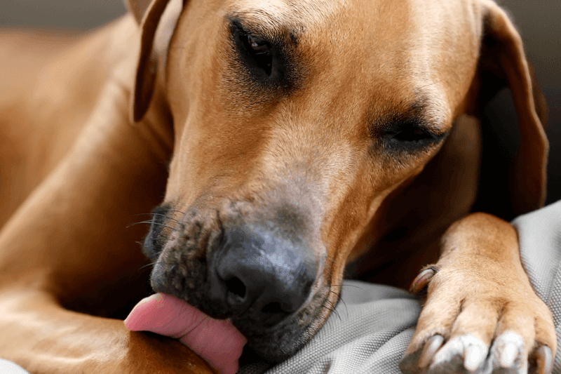 Excessive Licking