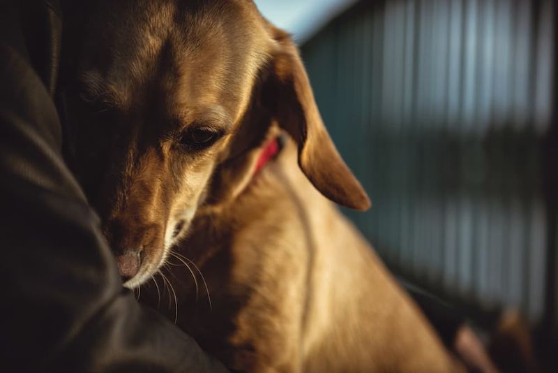 Seeking Comfort in Thunderstorms