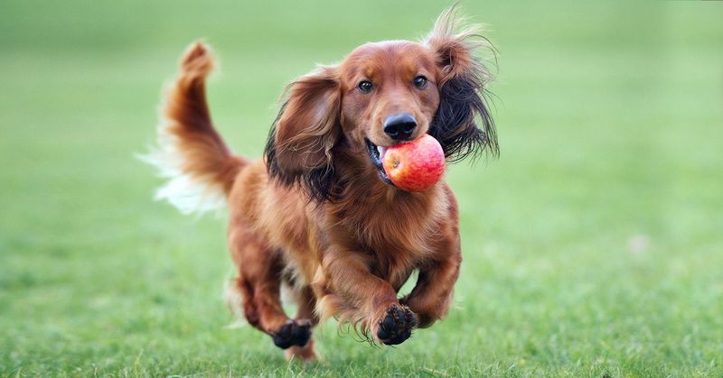 Apples