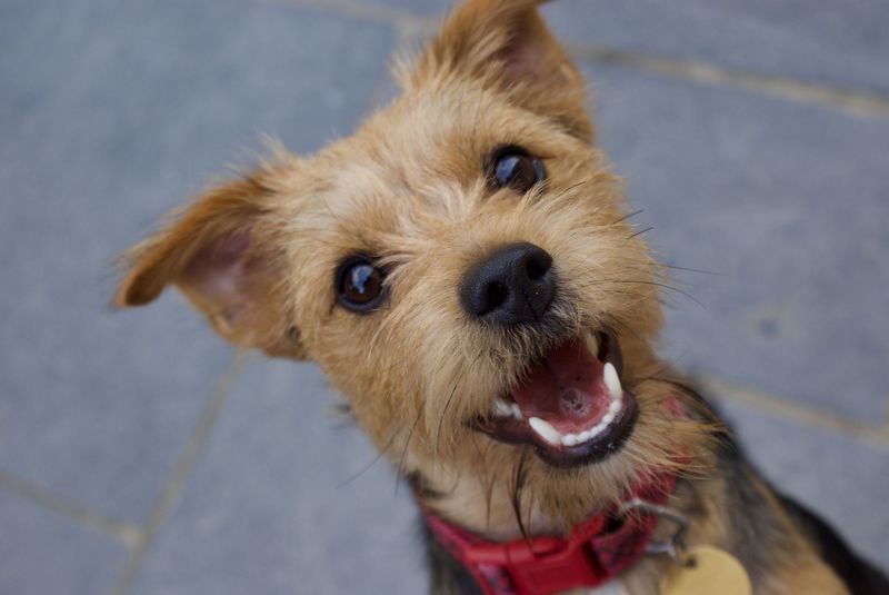 Yorkie Russell