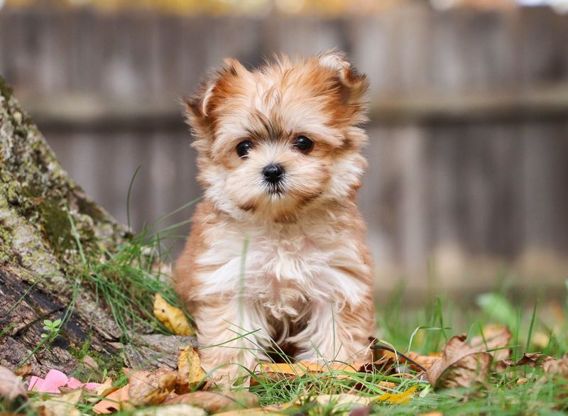 Yorkinese Terrier